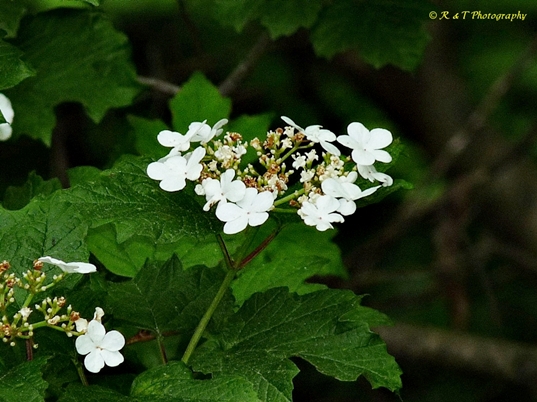 {Viburnum opulus var. opulus}